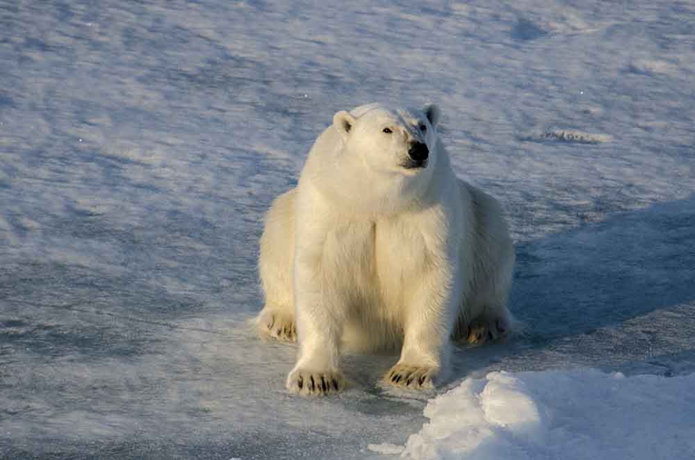 Oso Polar - islas Svalbard - Noruega 37.jpg